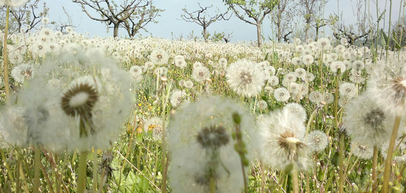 Istanti di primavera_00