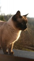 gatti_tronchetto_01